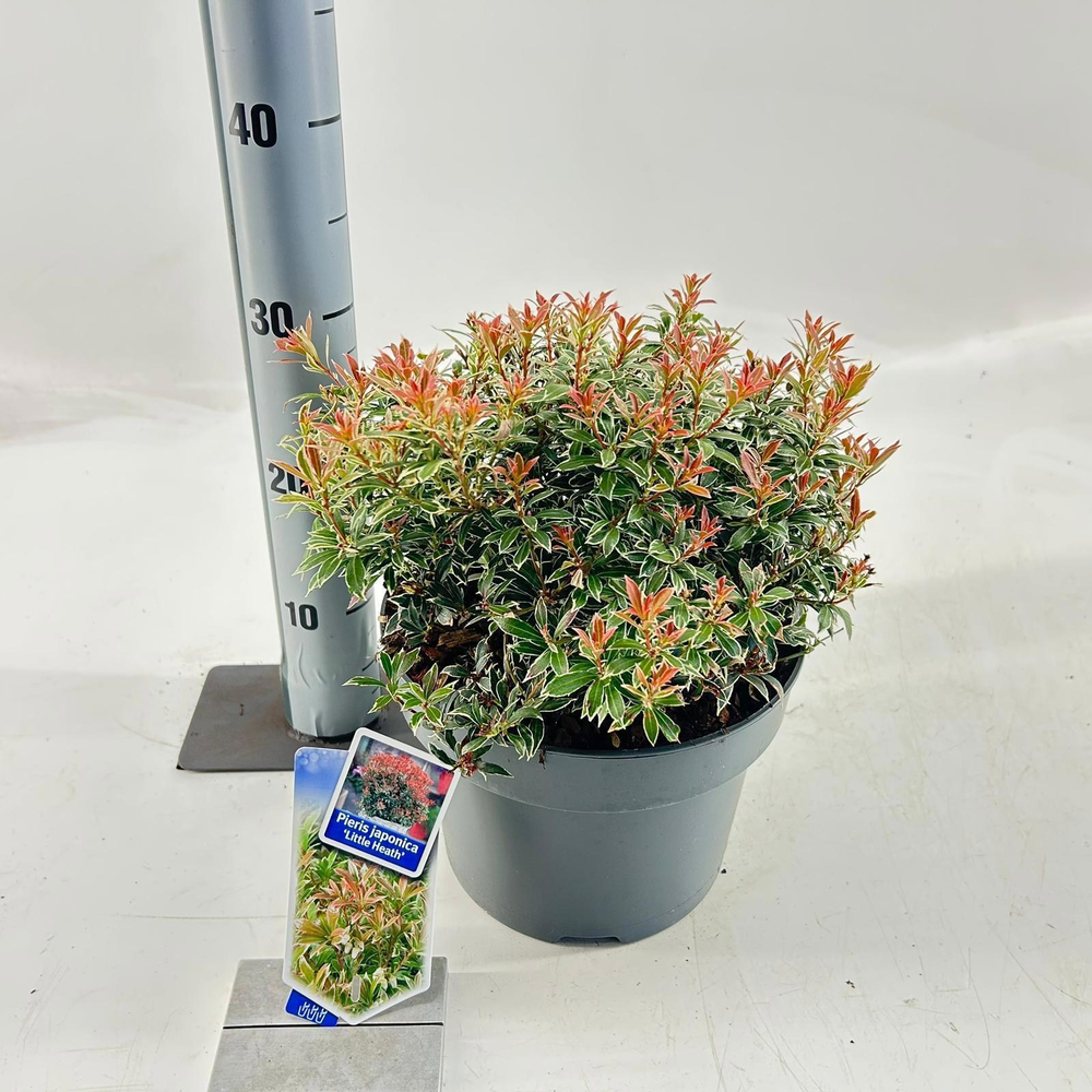 Pieris jap. ‘Little Heath’.