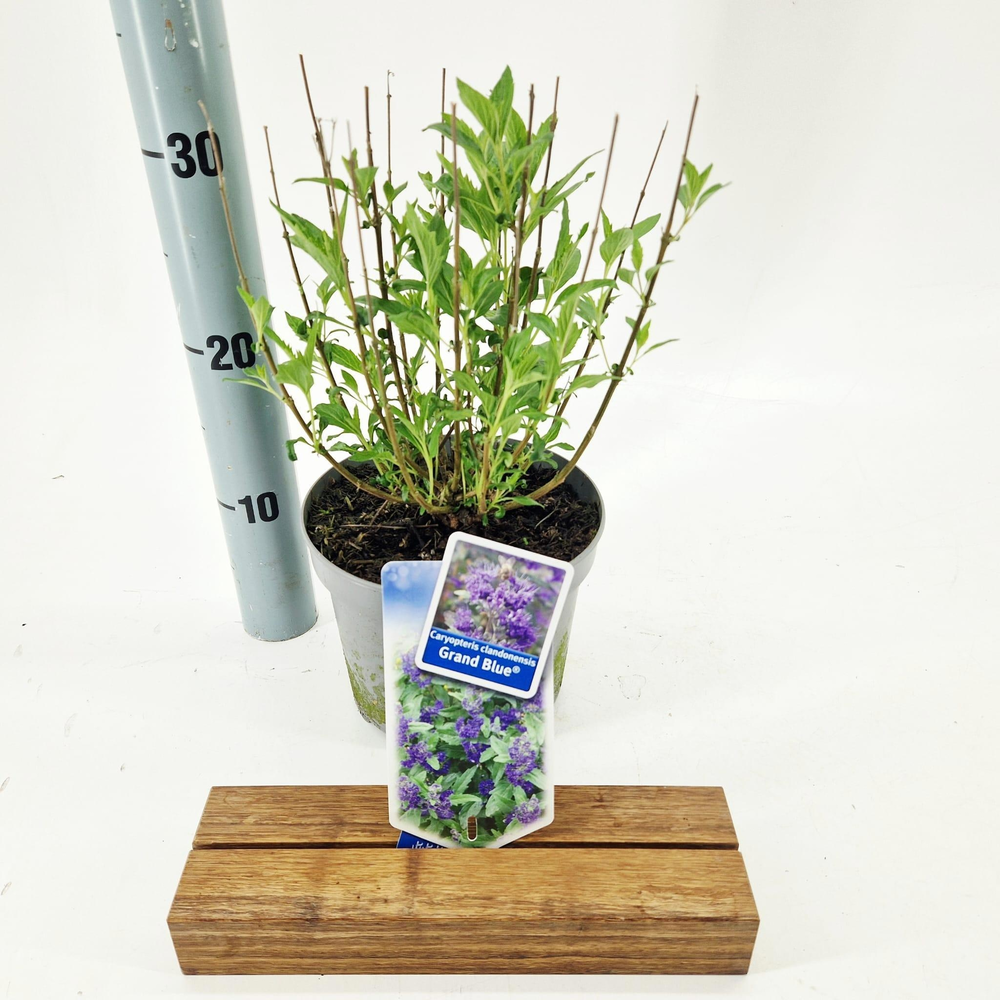 Caryopteris cland. Grand Bleu® ('Inoveris'PBR).