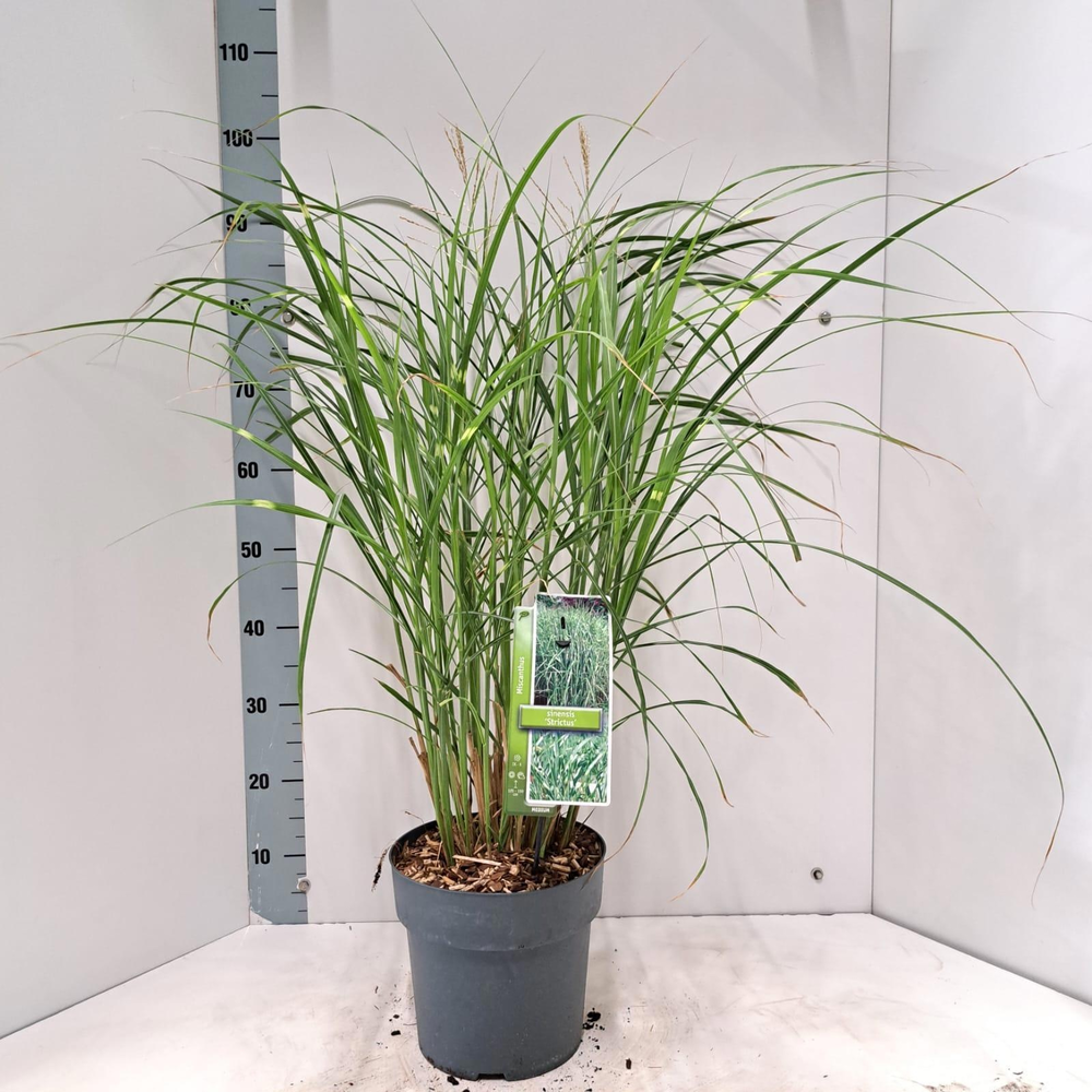 Miscanthus sin. 'Strictus'.