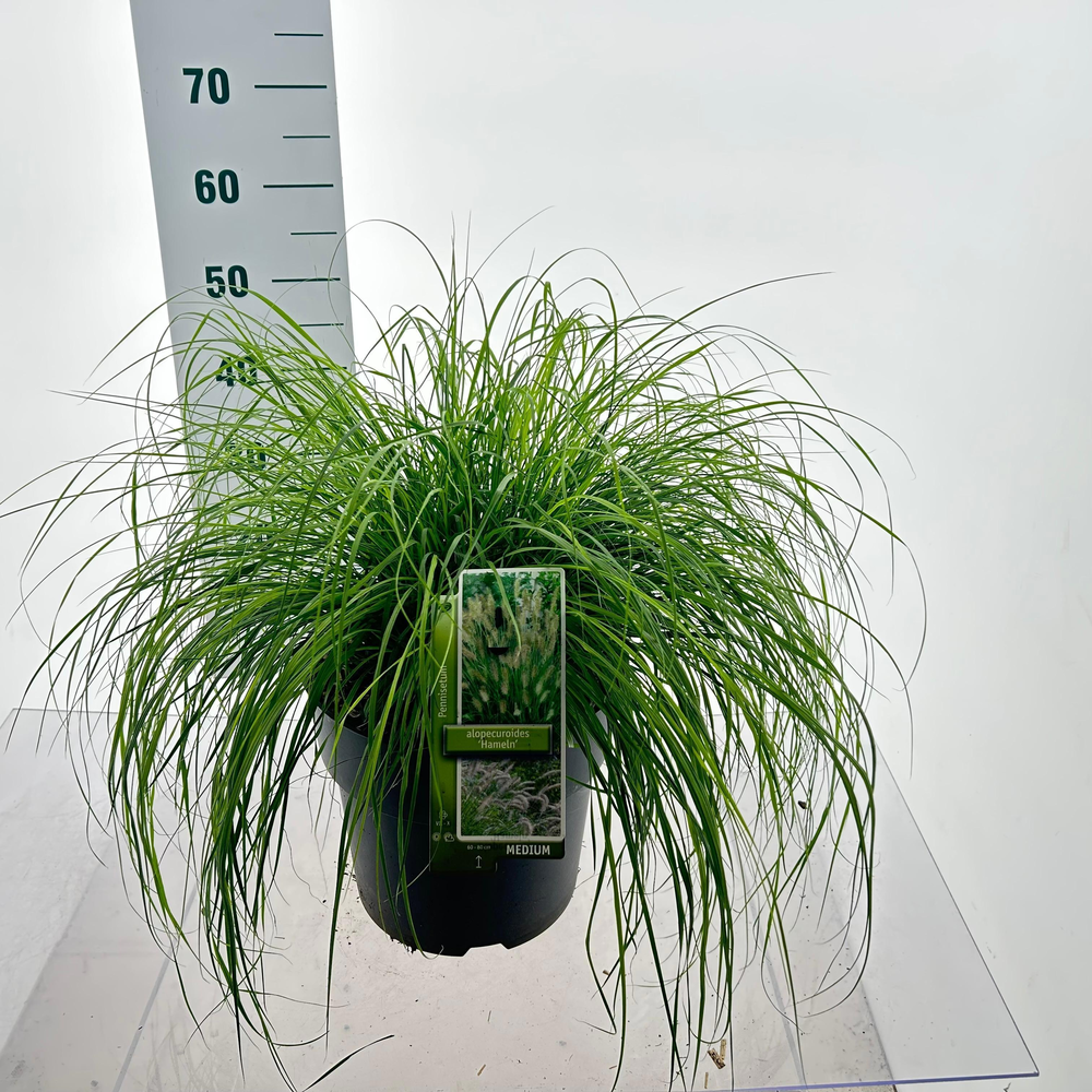 Pennisetum alopecuroides 'Hameln'.