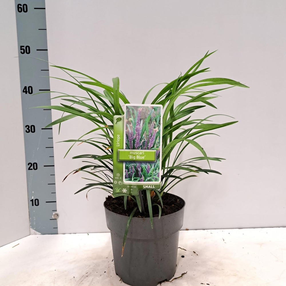 Liriope muscari 'Big Blue'.
