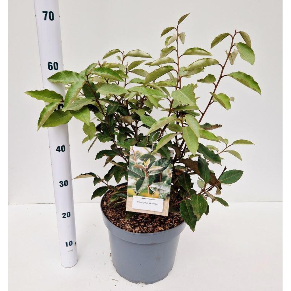Elaeagnus ebbingei.