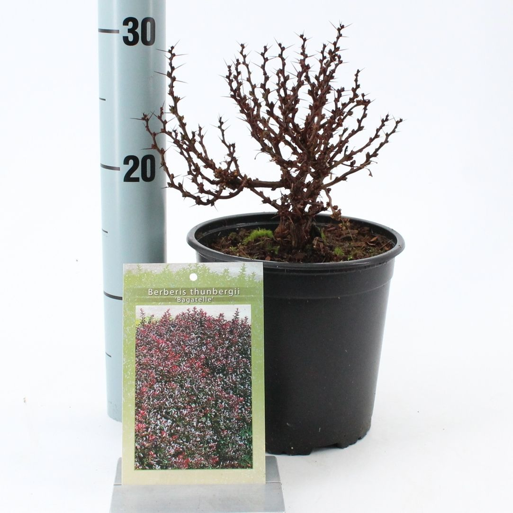 Berberis thunb. 'Bagatelle'.