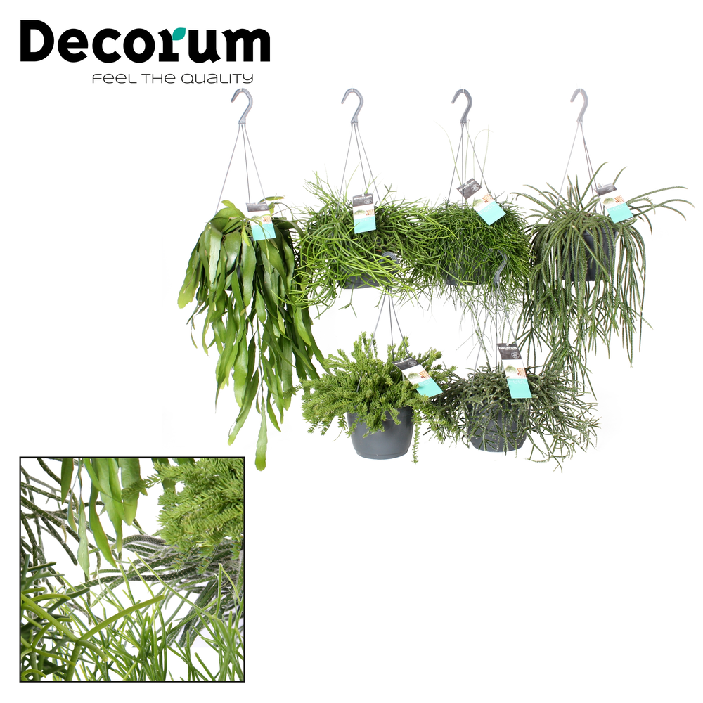 Rhipsalis gemengd HP 17cm.
