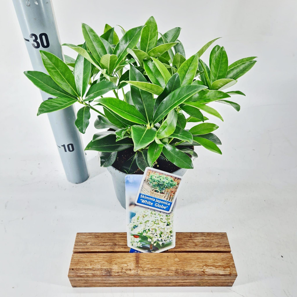 Skimmia jap. White Globe® ('FM1'PBR).