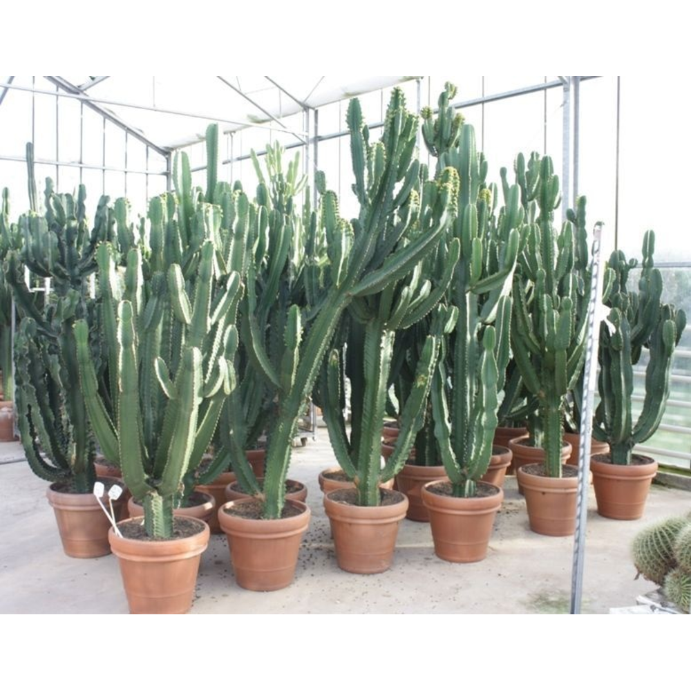Euphorbia ingens 50 cm.