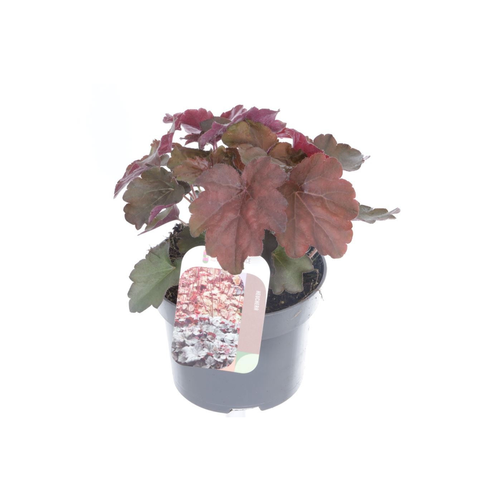Heuchera micr. Palace Purple.