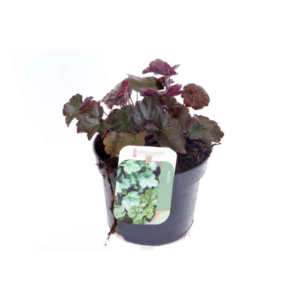 Heuchera micr. Palace Purple.
