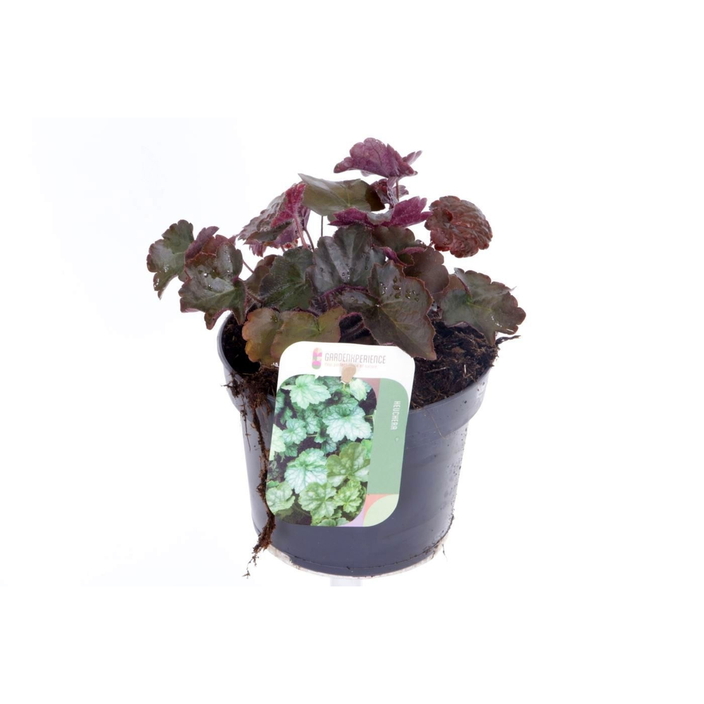 Heuchera micr. Palace Purple.