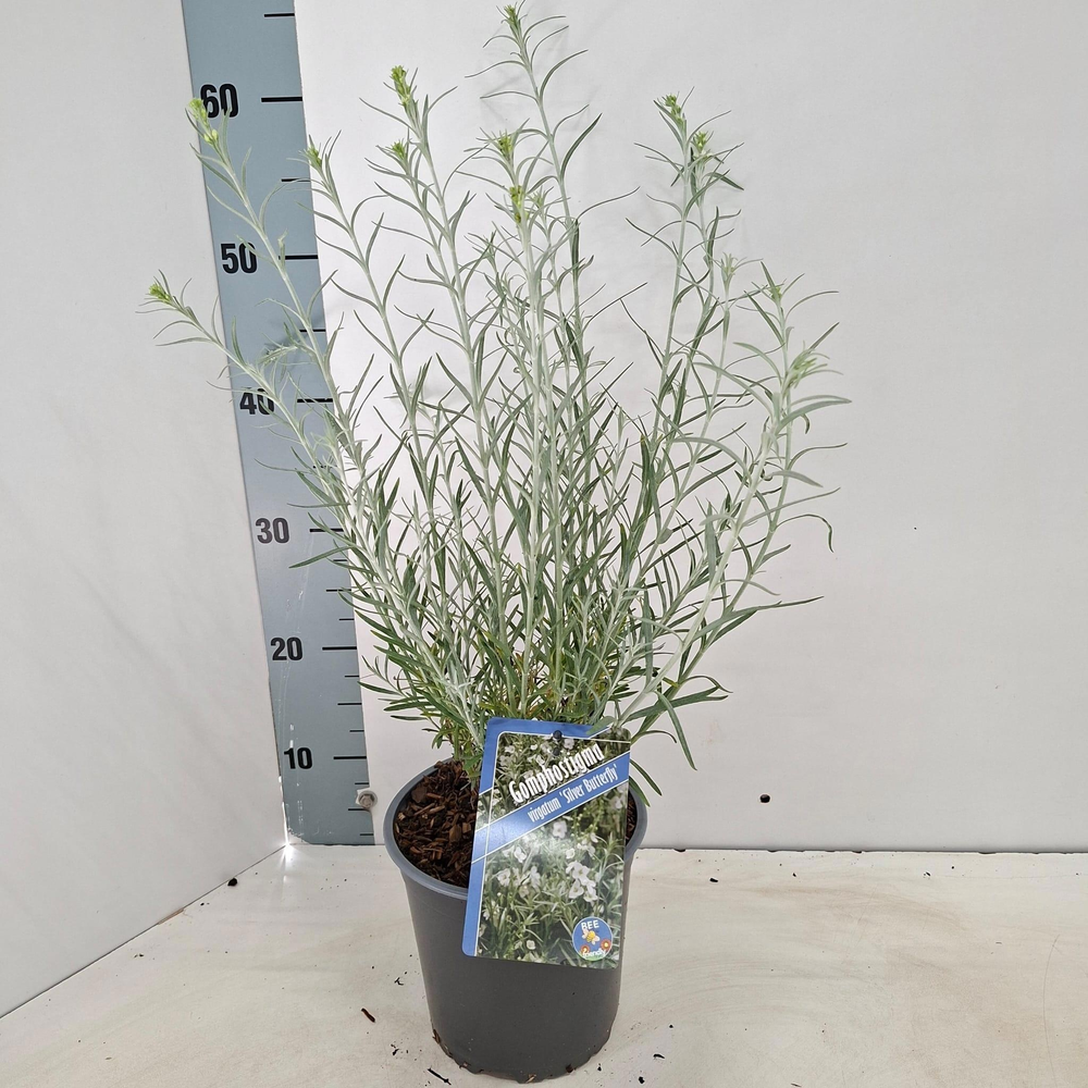 Gomphostigma virgatum 'Silver Butterfly'.