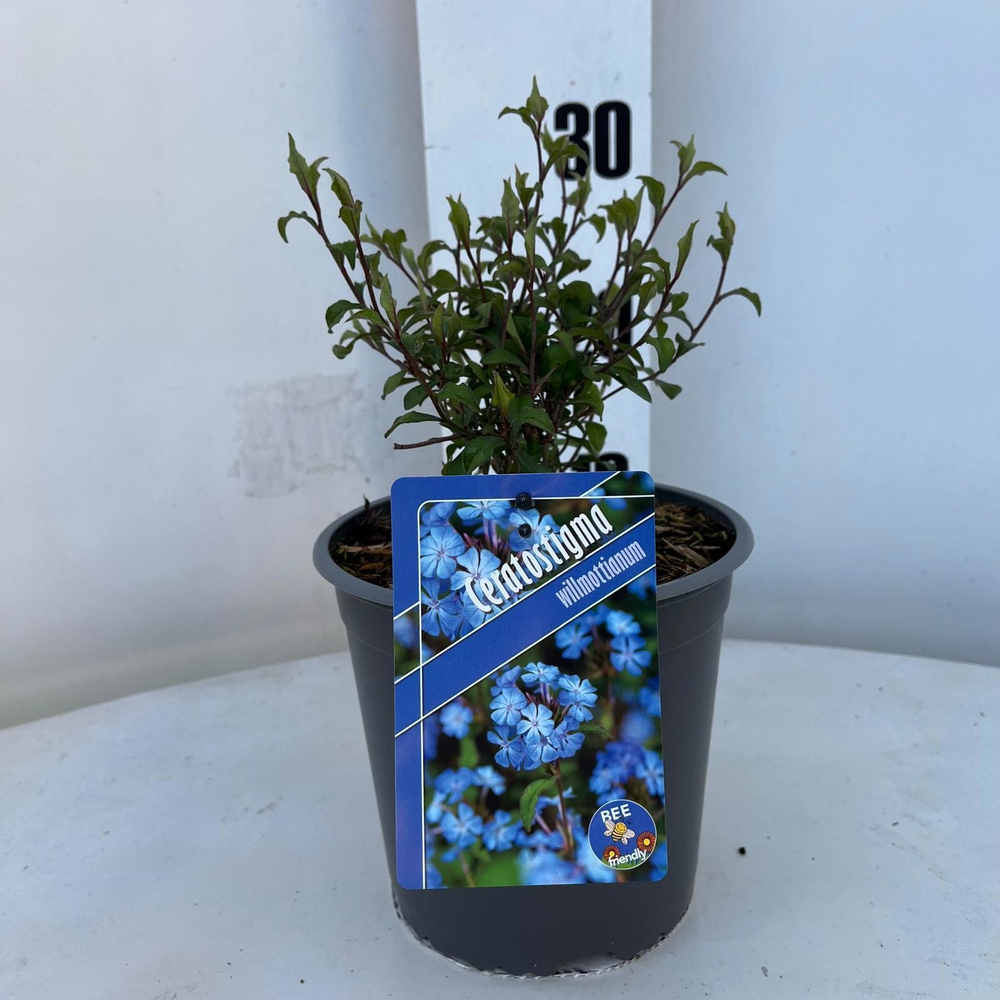 Ceratostigma willmottianum.