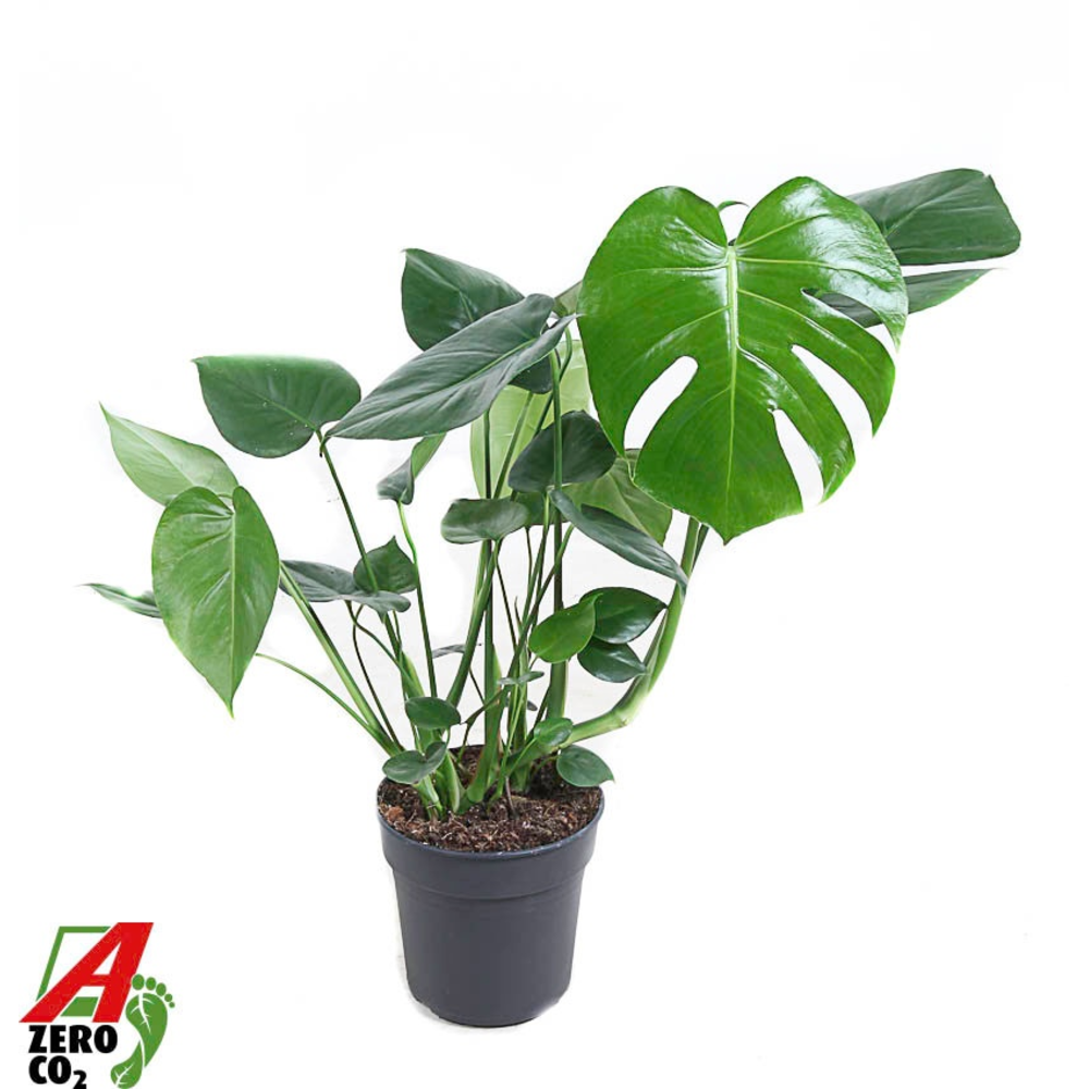 Monstera Deliciosa struik P19.