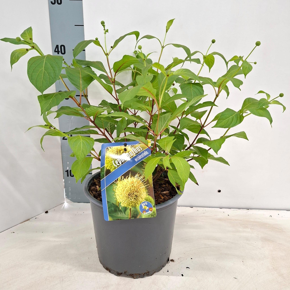 Cephalanthus occidentalis.