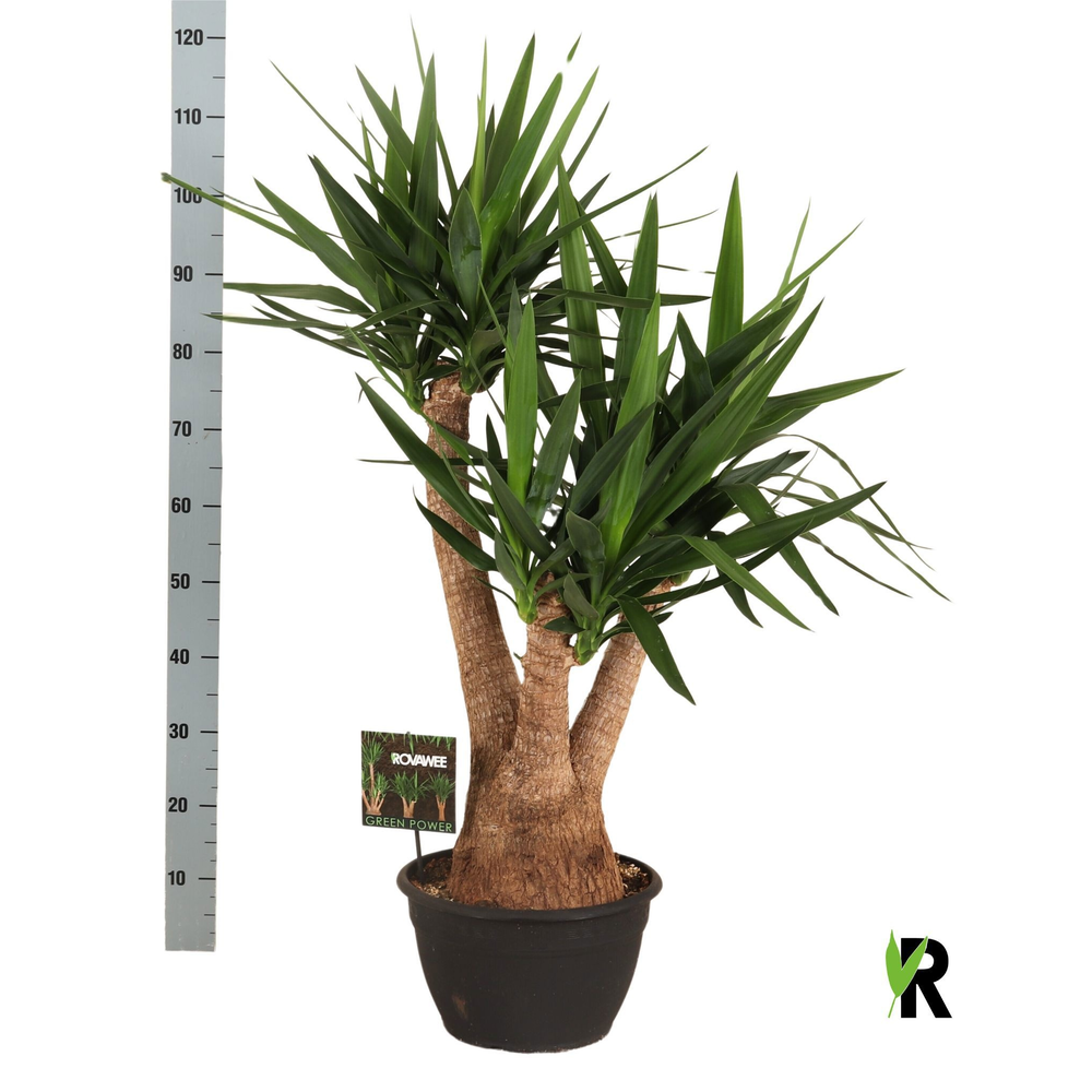 Yucca elephantipes vertakt.