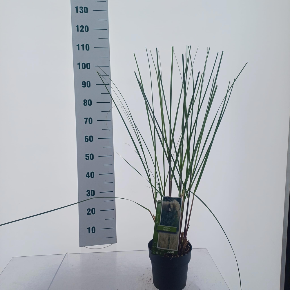 Cortaderia selloana.