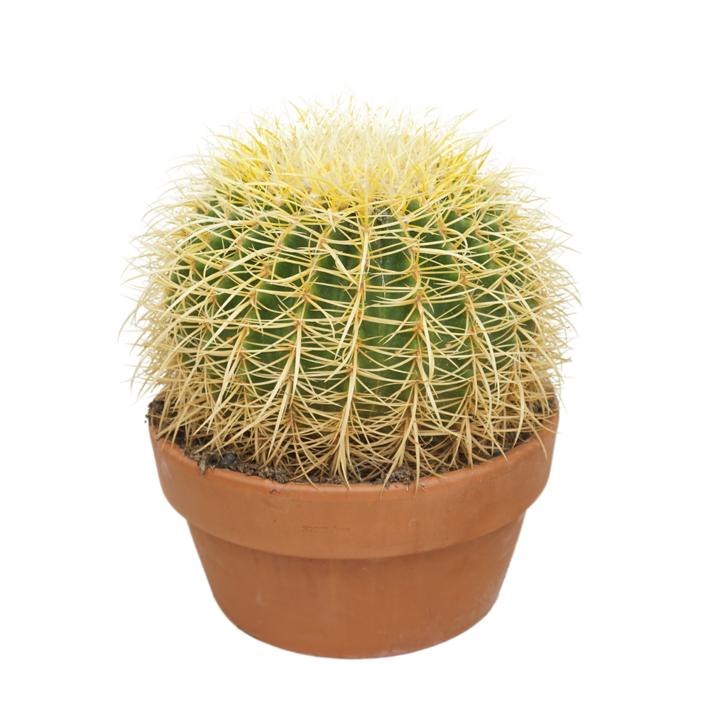 Echinocactus grusonii 30 cm.