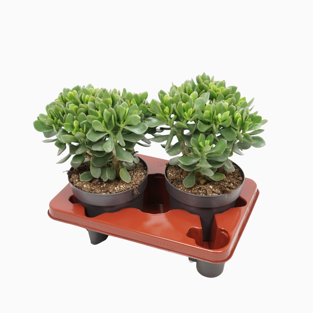 Crassula minova 17 cm.