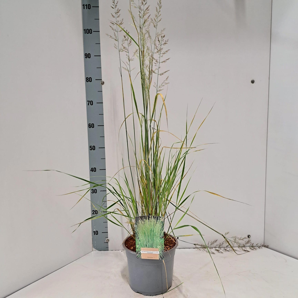 Calamagrostis acutiflora 'Overdam'.