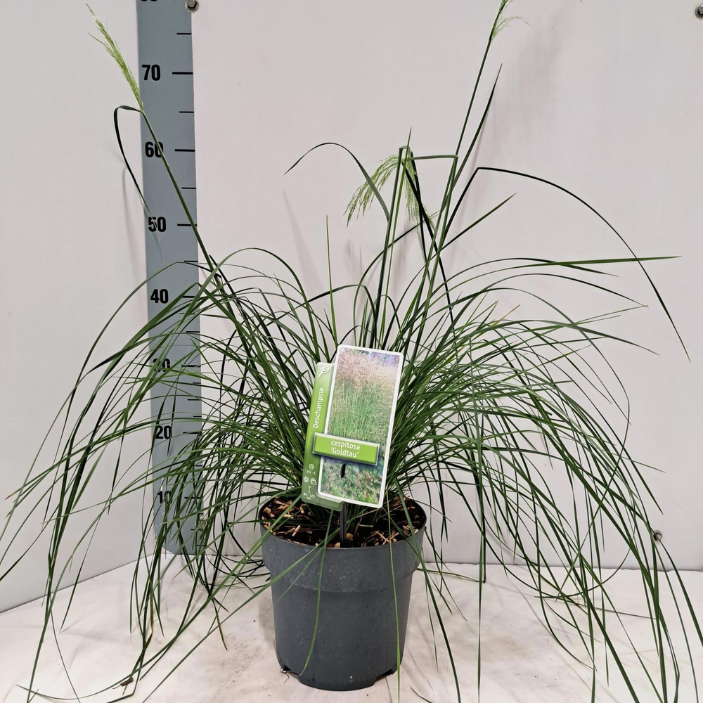 Deschampsia cespitosa 'Goldtau'.