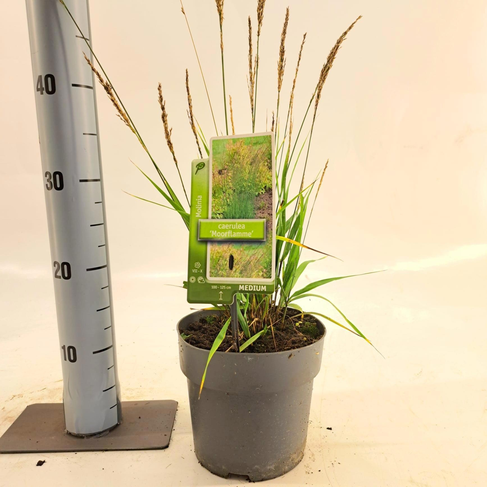 Molinia caerulea 'Moorflamme'.