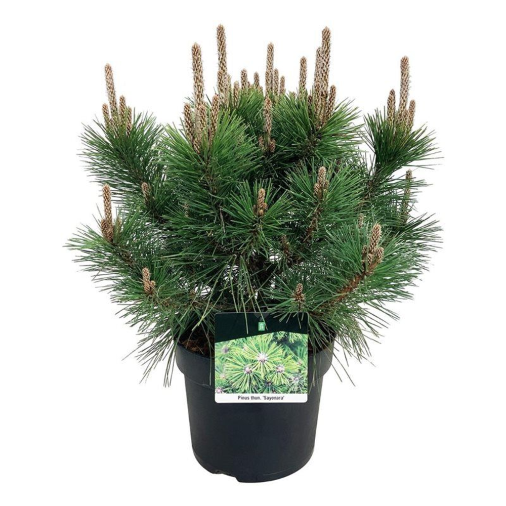 Pinus thunbergii 'Sayonara'.