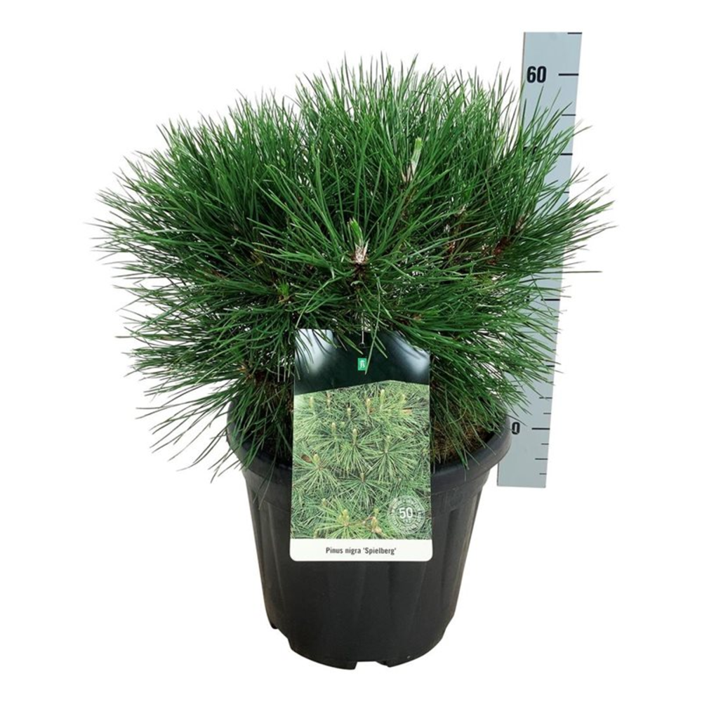Pinus nigra 'Spielberg'.