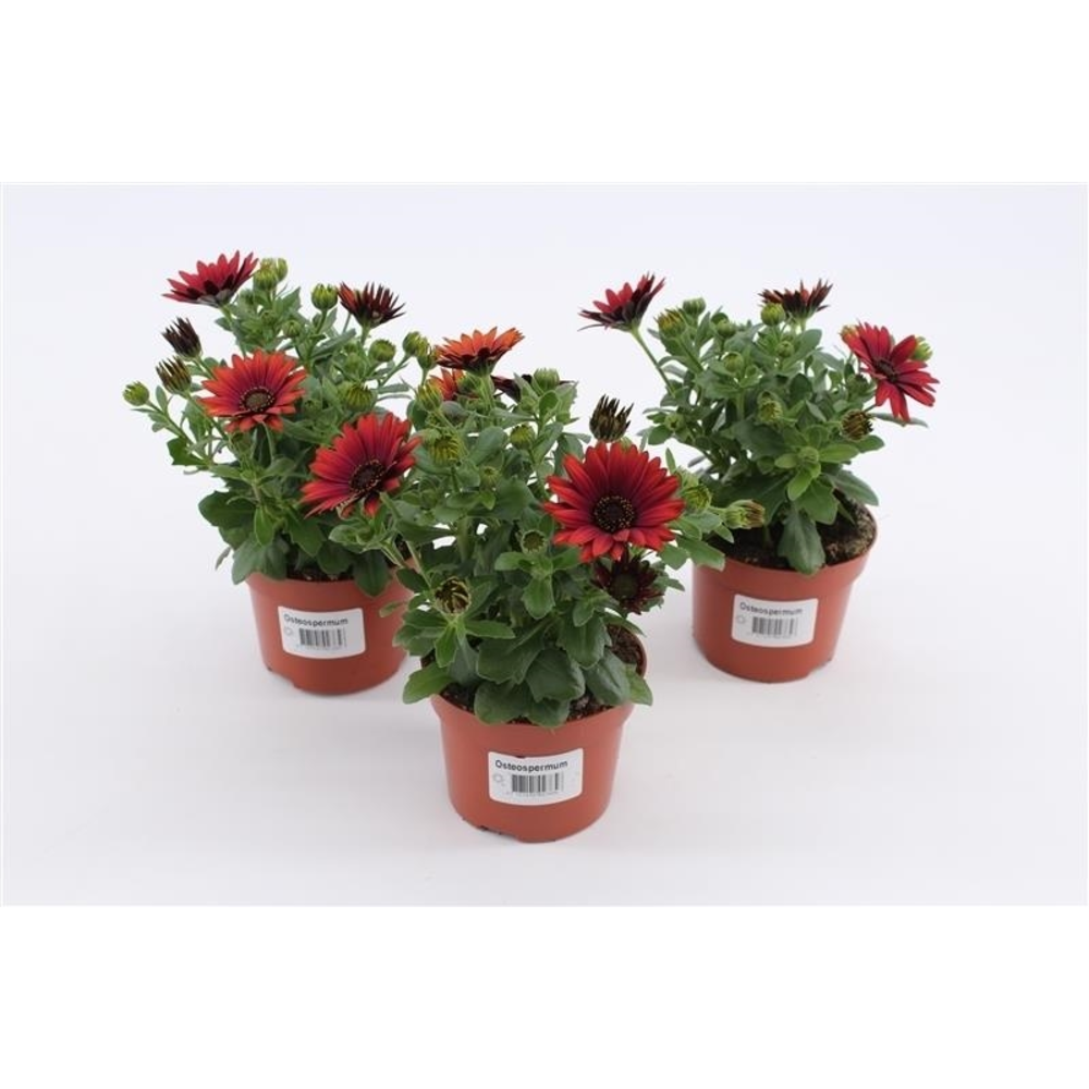 Osteospermum Red.