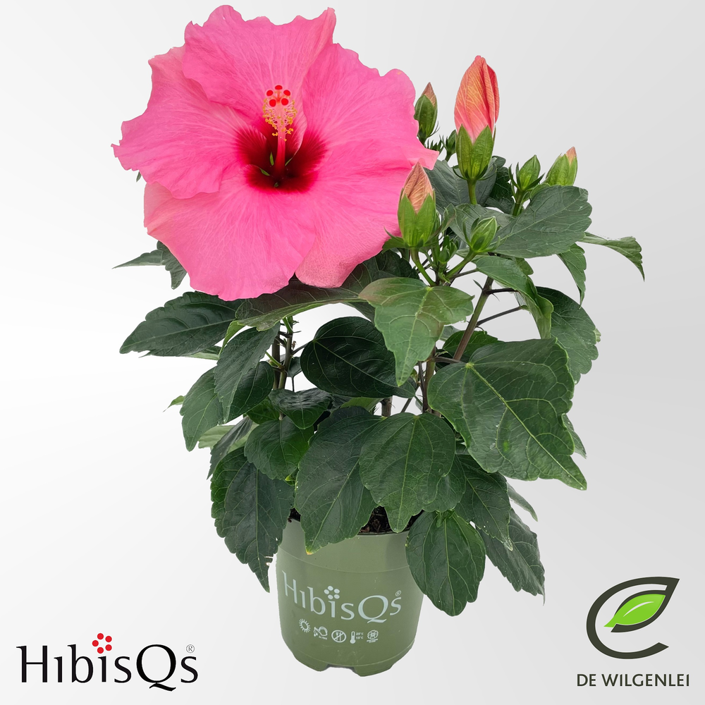 HibisQs® rosa-sinensis ‘Adonicus Pink’ p13.