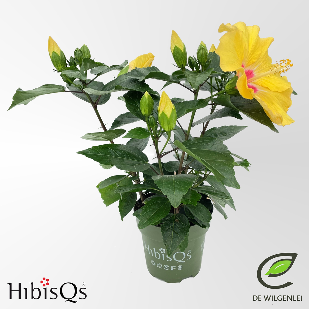 HibisQs® rosa-sinensis ‘Adonicus Yellow’ p13.