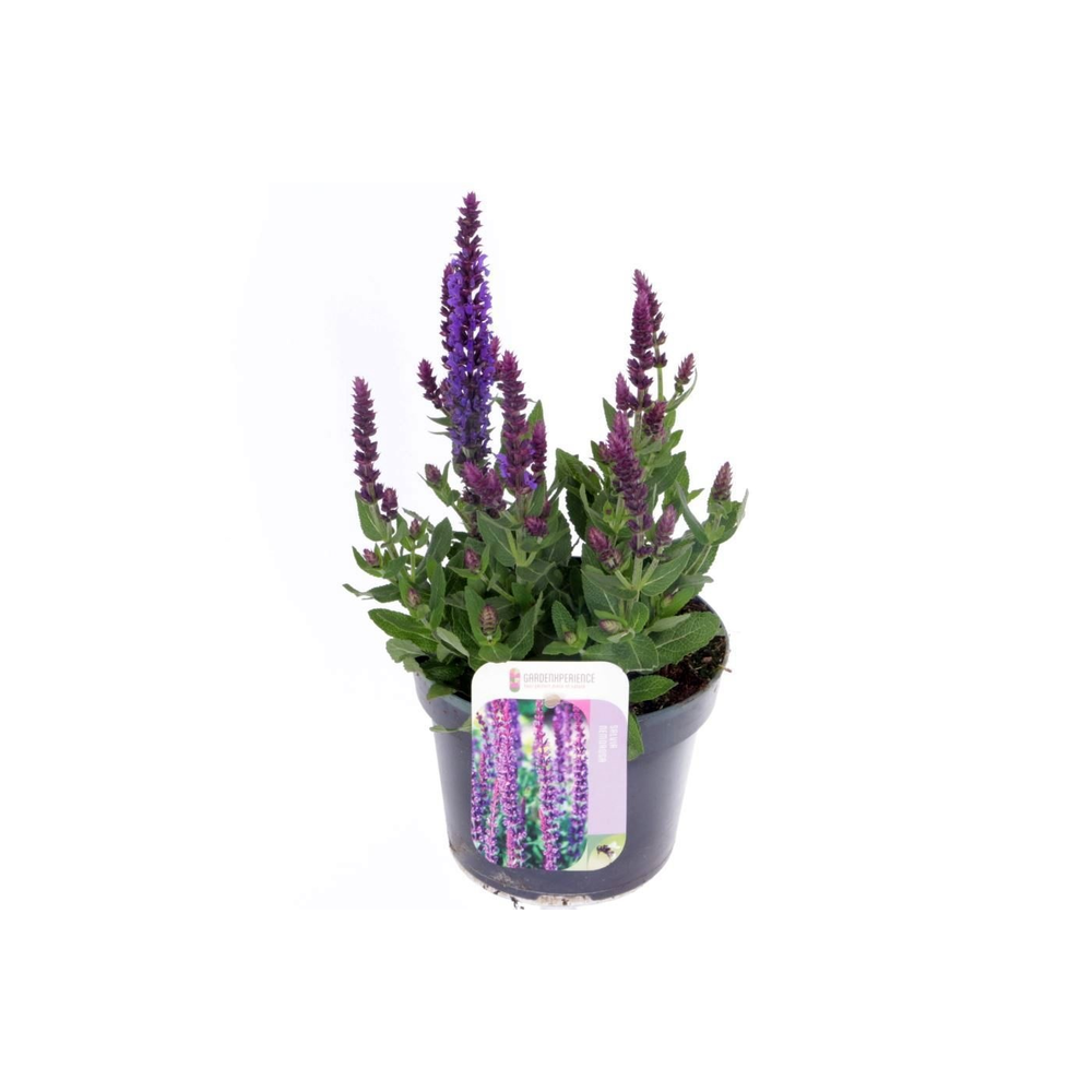 Salvia nemorosa Sens comp Deep Blue.
