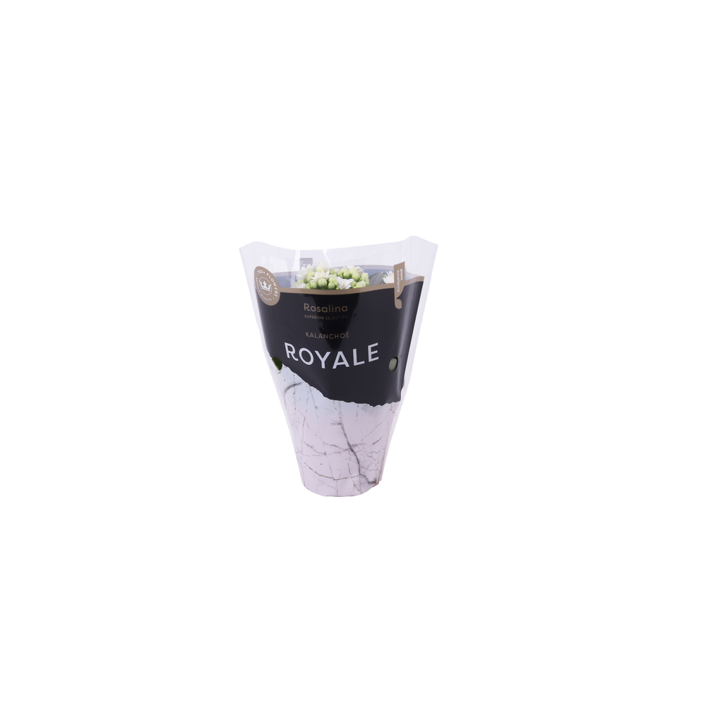 Kalanchoe Rosalina 07cm Royale Dione wit.