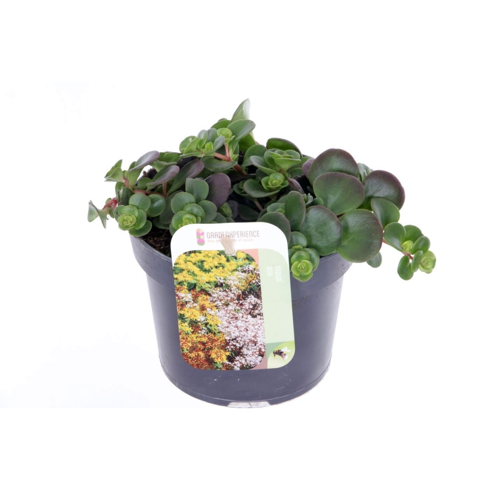 Sedum makinoi.