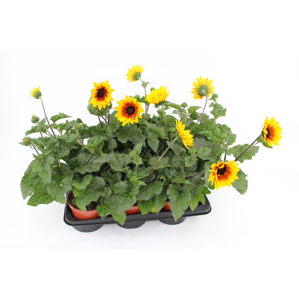 Helianthus Sunbelievable.