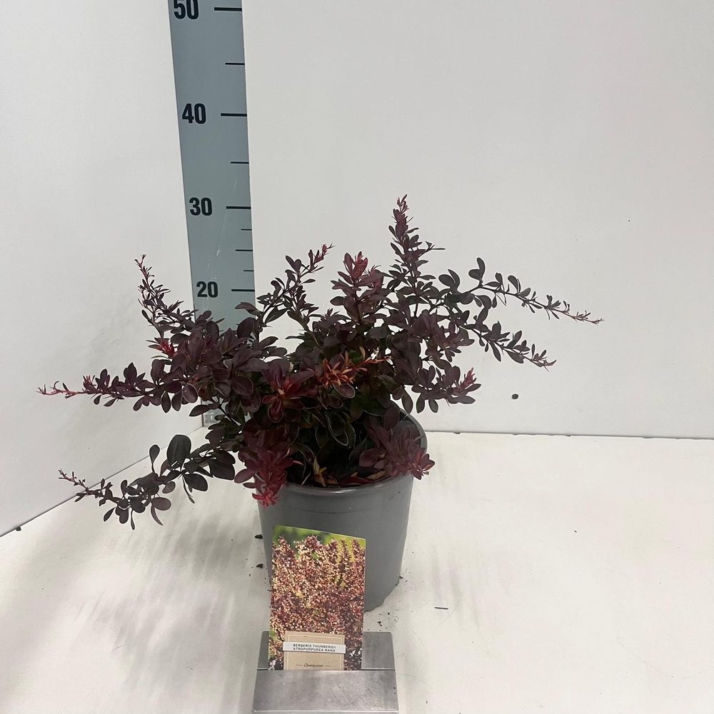 Berberis thunb. 'Atropurpurea Nana'.