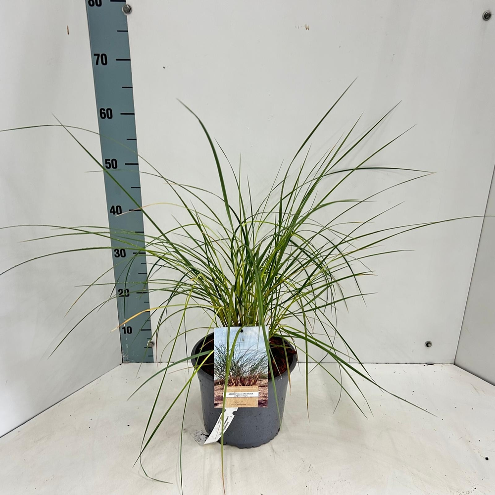 Ammophila arenaria.