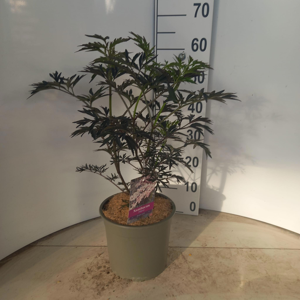 Sambucus nigra Black Lace ('Eva'PBR).