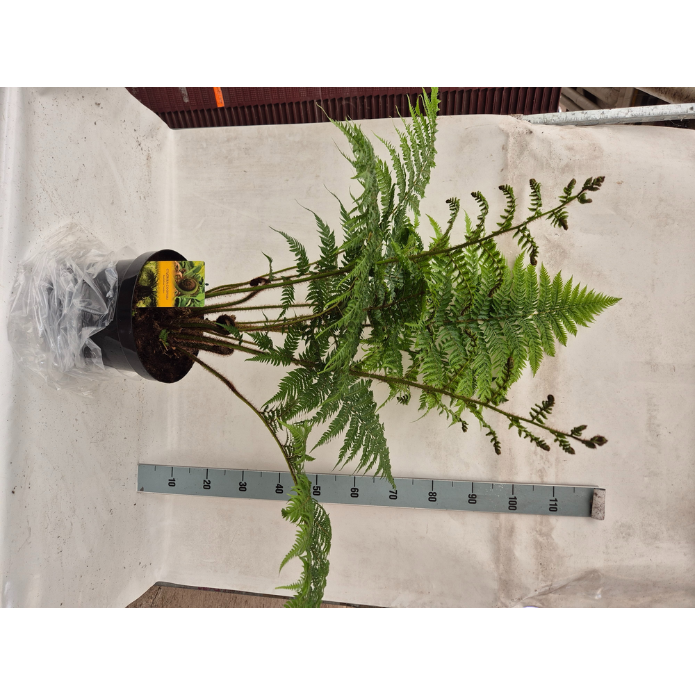 Cyathea Cooperii (Australian Tree Fern).