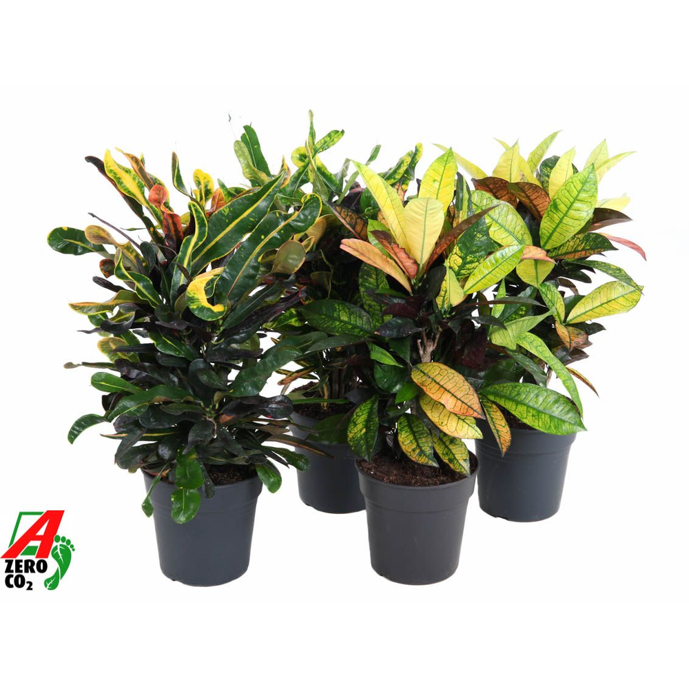 Mix Codiaeum p19.