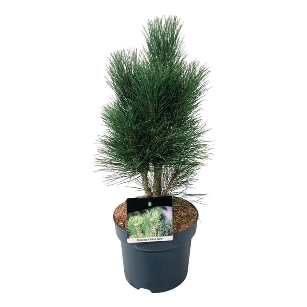 Pinus nigra 'Green Tower'.