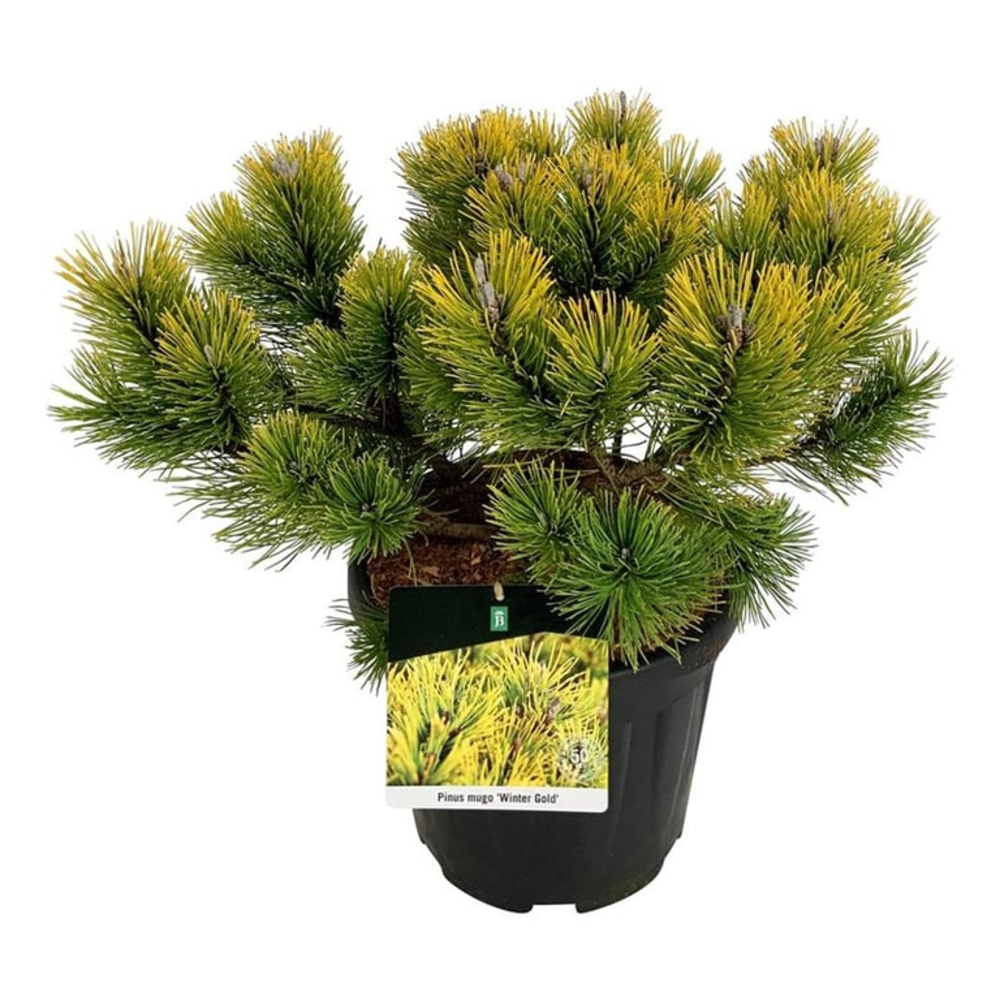 Pinus mugo 'Winter Gold'.