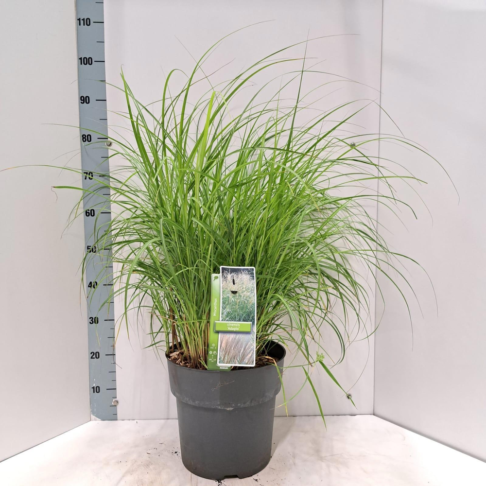 Miscanthus sin. 'Adagio'.