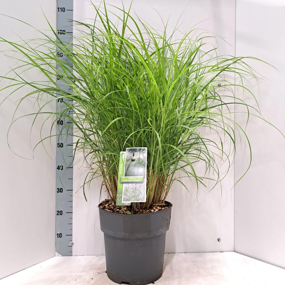 Miscanthus sin. 'Herman Mussel'.