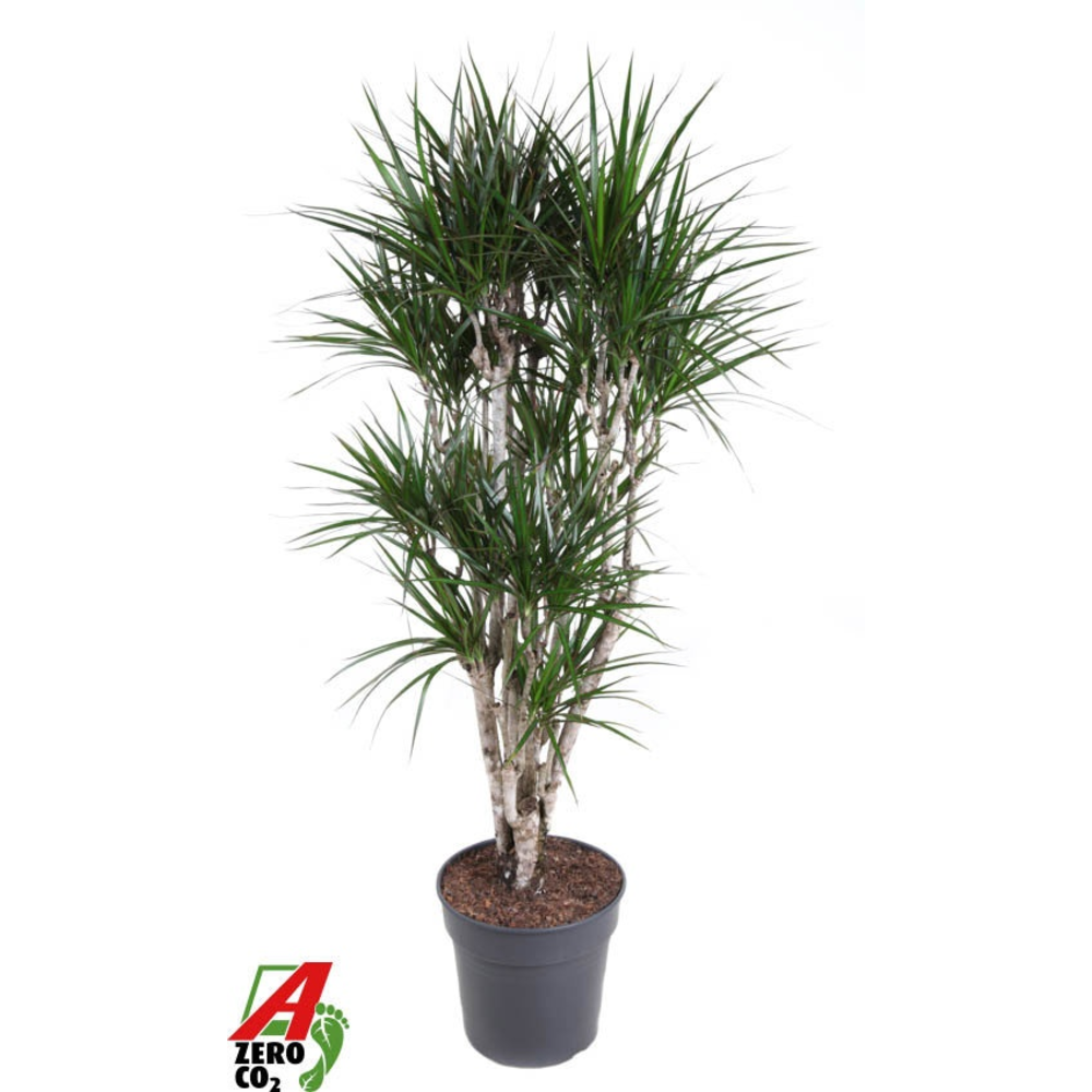 Dracaena Marginata vertakt P31.