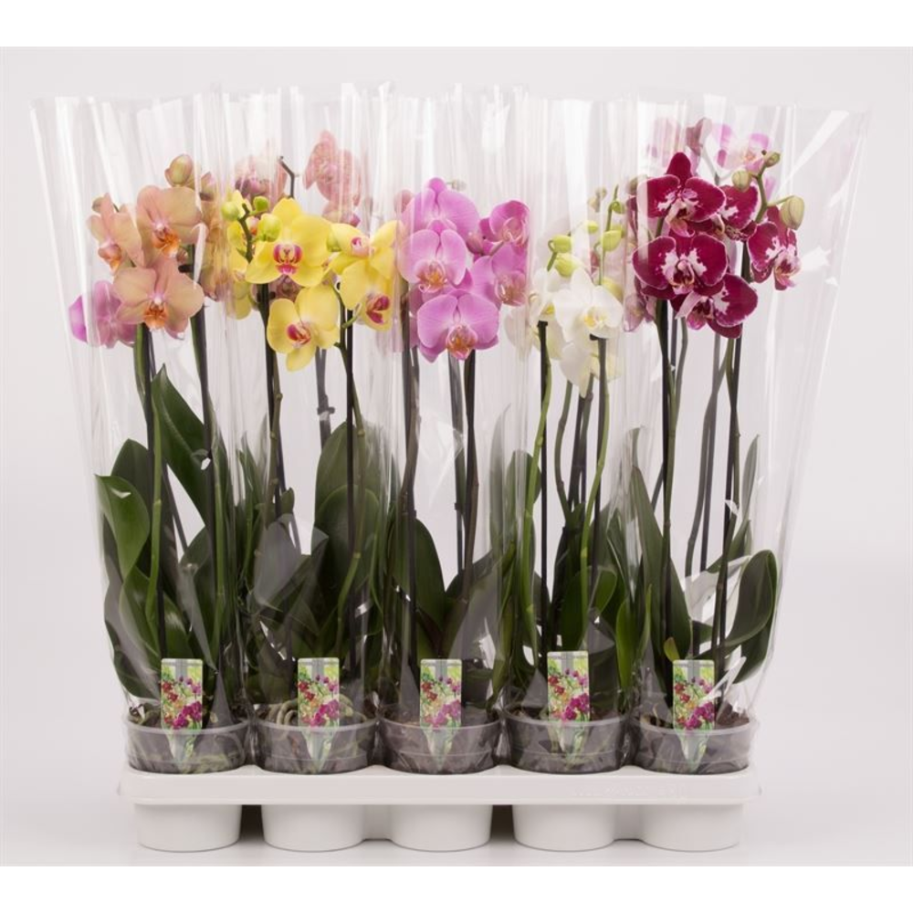 Phalaenopsis gemengd 2 tak gemengd 10+.
