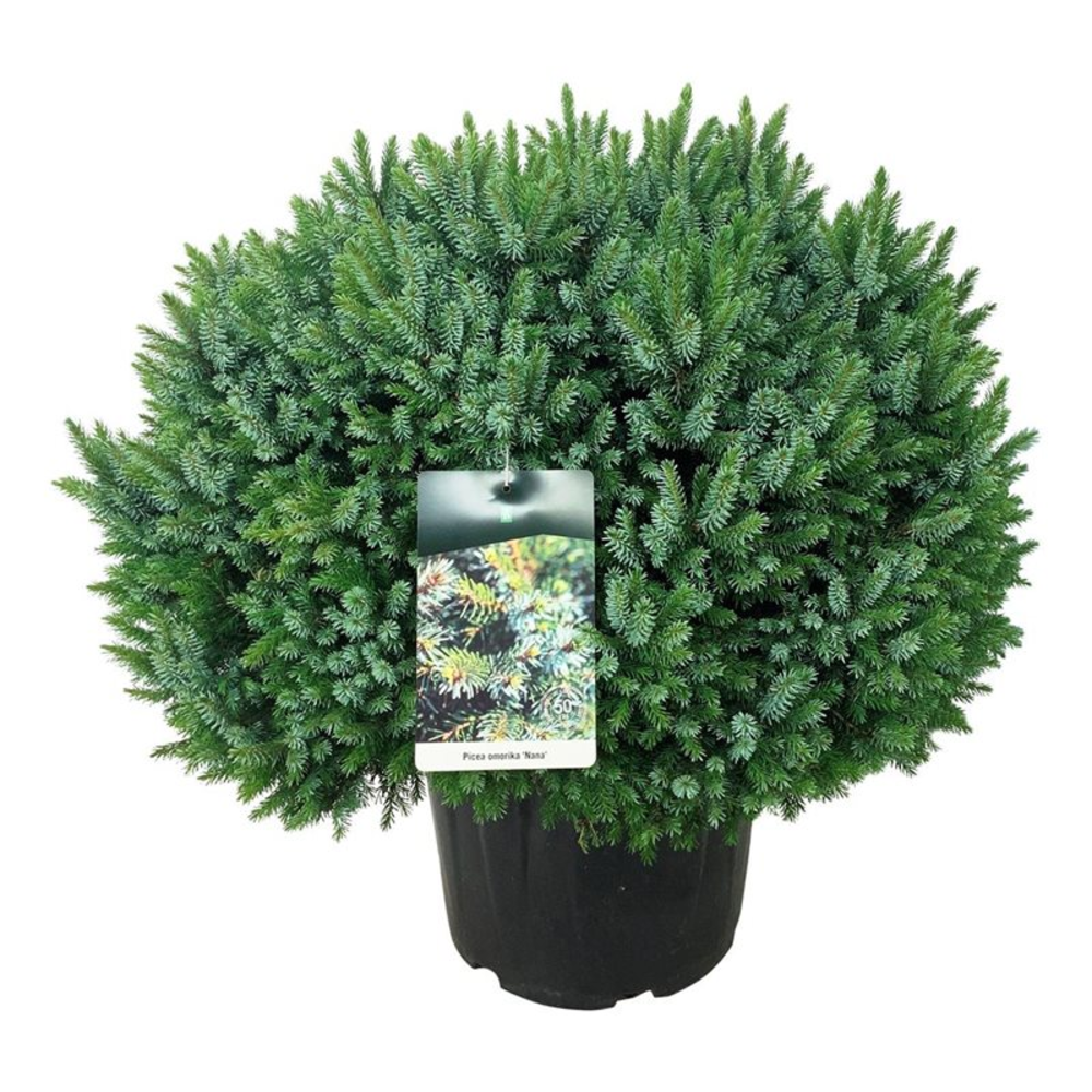 Picea omorika 'Nana'.