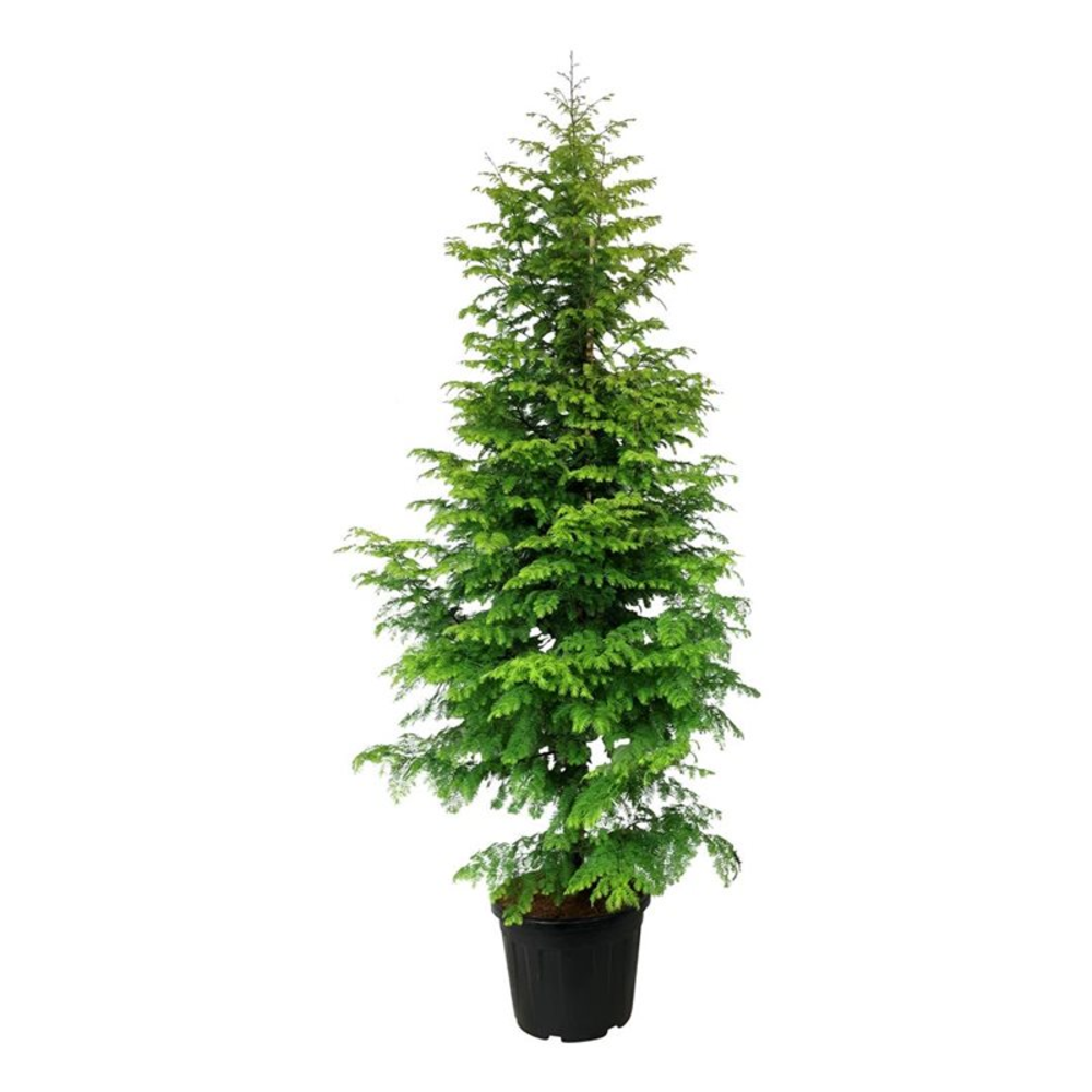 Metasequoia gl. 'Amber Glow' PBR.