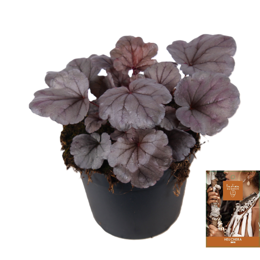 Heuchera Indian Summer Silver P15.