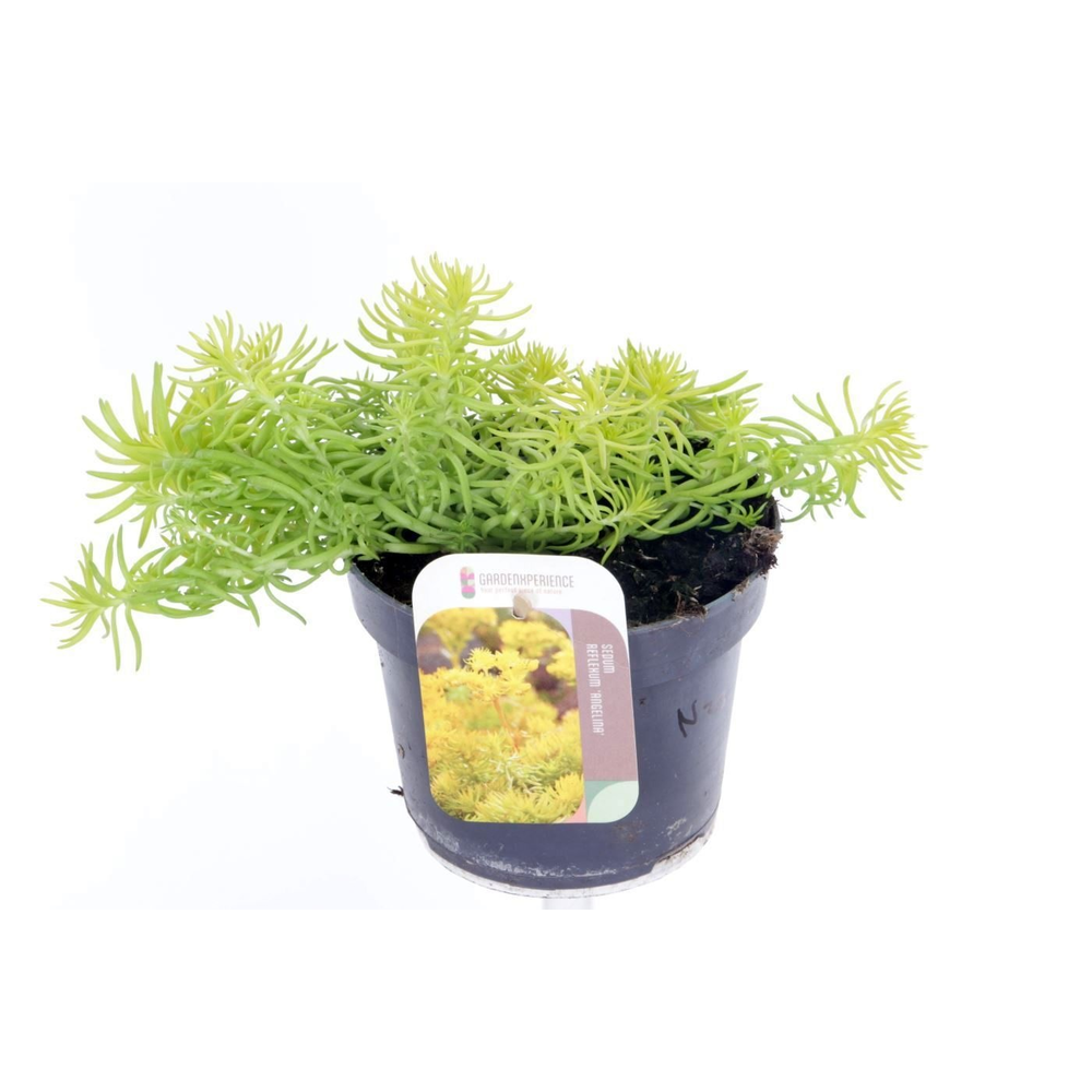 Sedum reflexum Angelina.