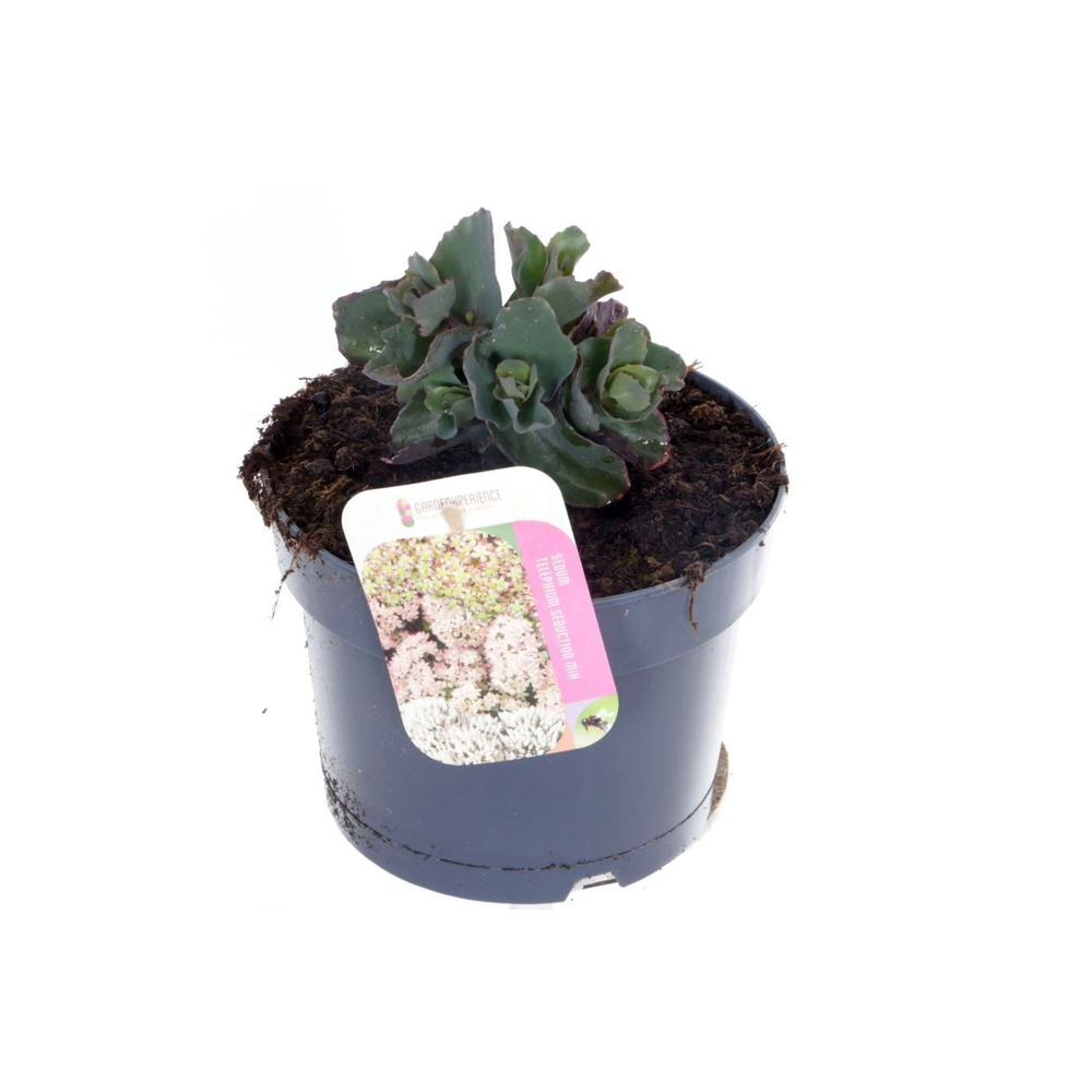 Sedum telephium Seduction Ros� Soir.