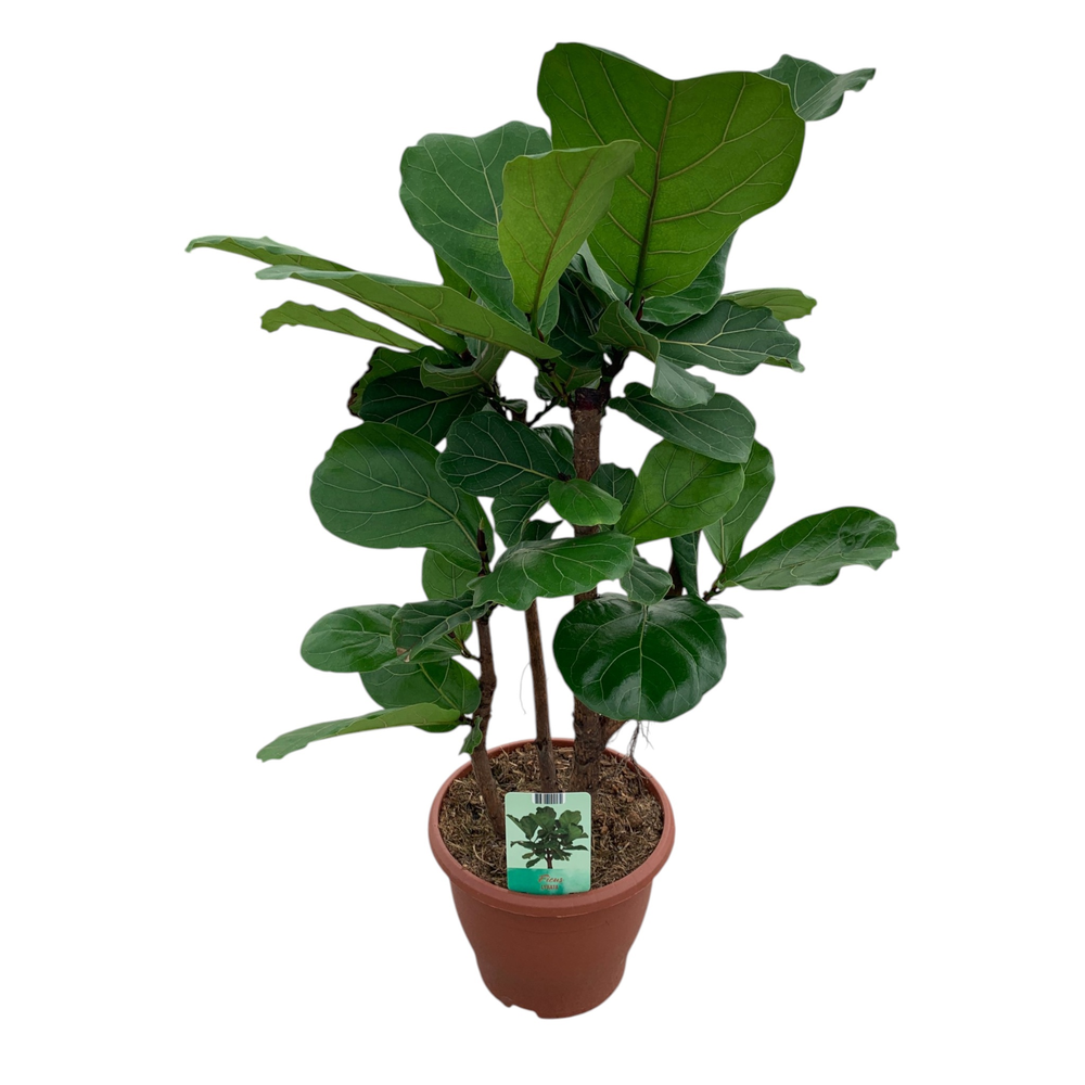 Ficus Lyrata.